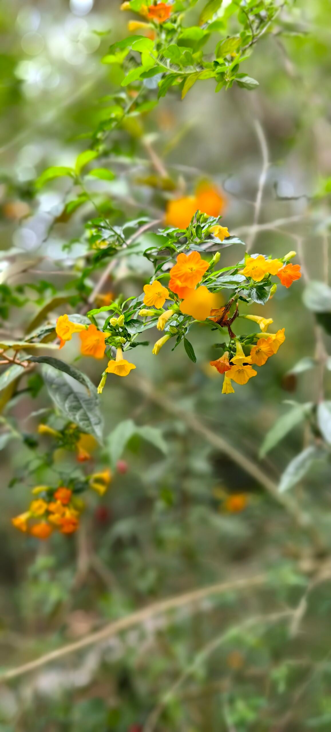 Individual Glamping Accommodation - Image 17