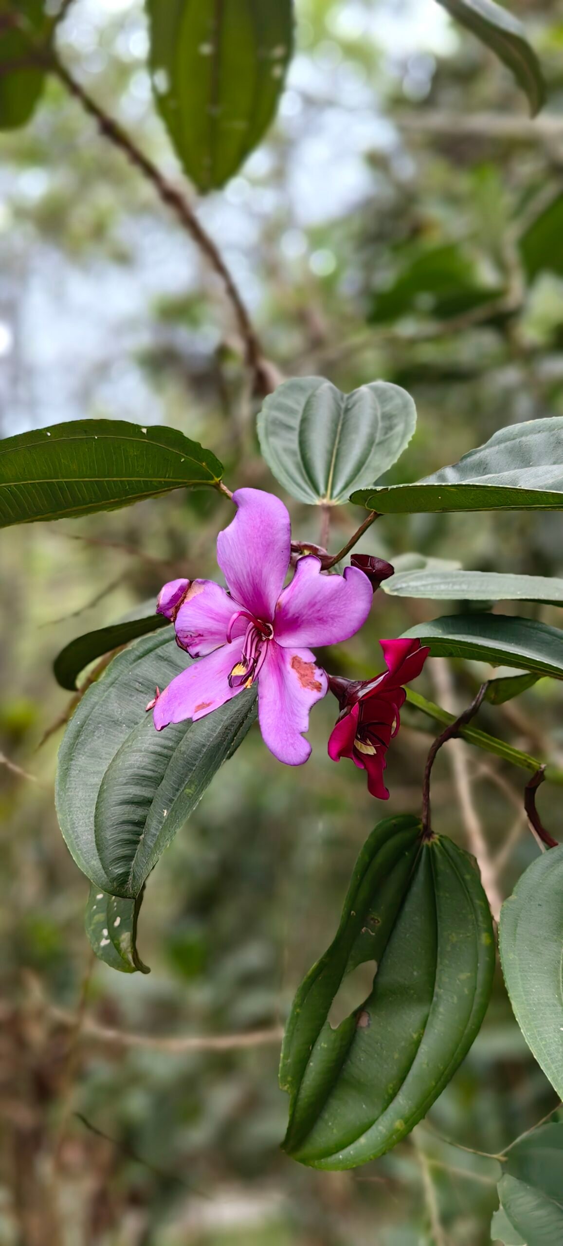 Individual Glamping Accommodation - Image 15